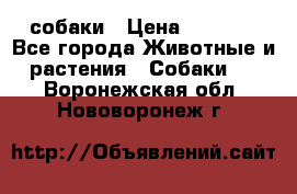 собаки › Цена ­ 2 500 - Все города Животные и растения » Собаки   . Воронежская обл.,Нововоронеж г.